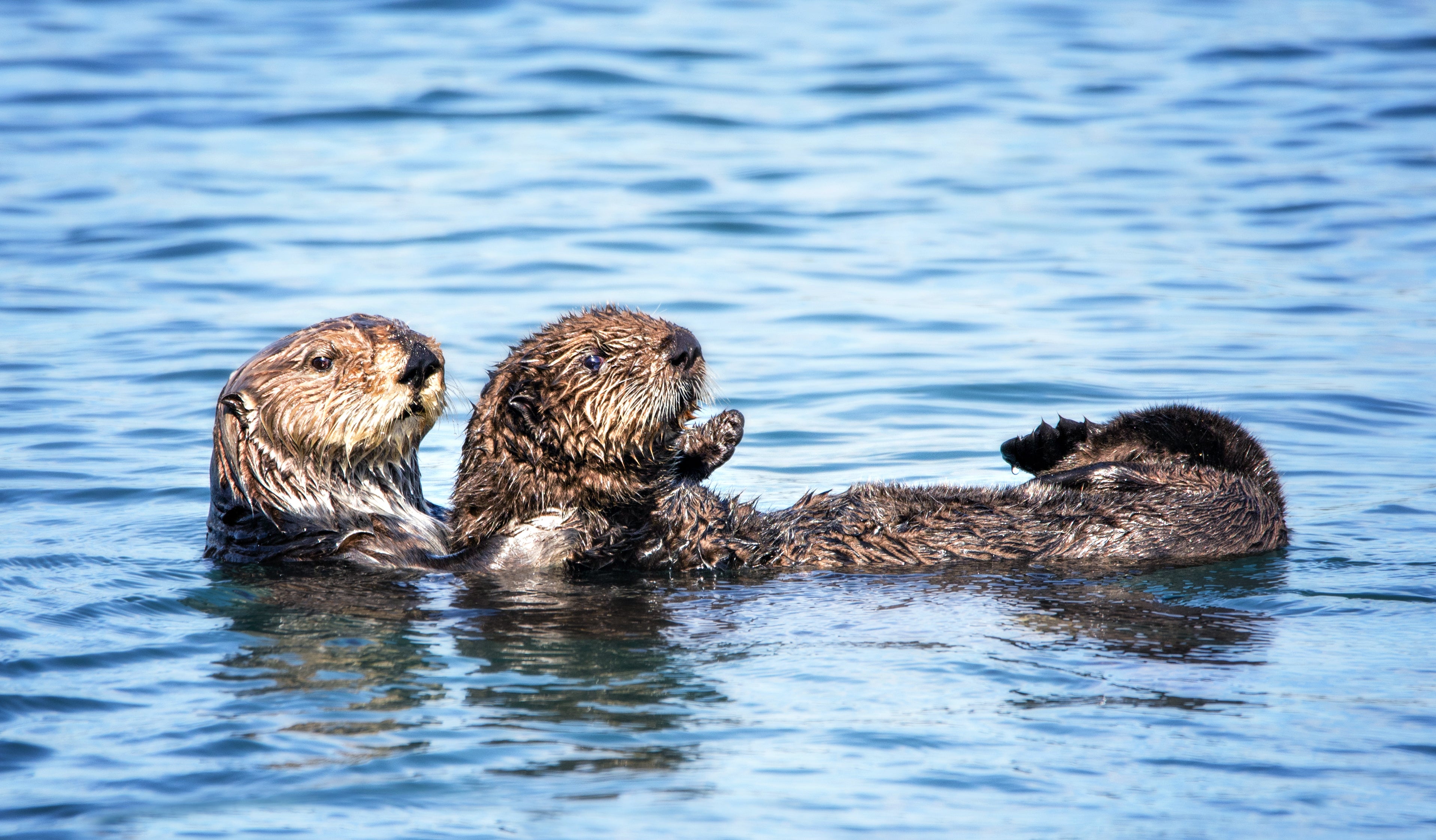 Sea Otters Could Get New Home in San Francisco Bay – Monkey Viral