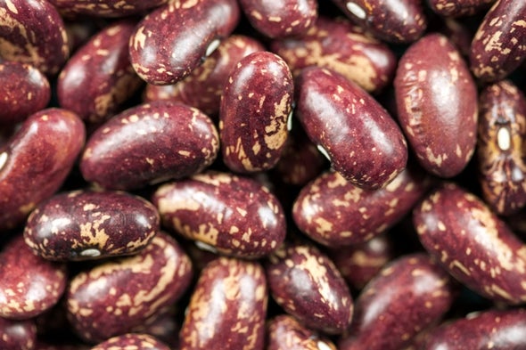 30 Heat-Tolerant Beans Identified, Poised to Endure Warming World