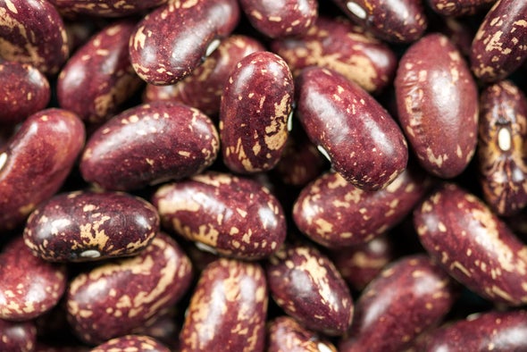 30 Heat-Tolerant Beans Identified, Poised to Endure Warming World