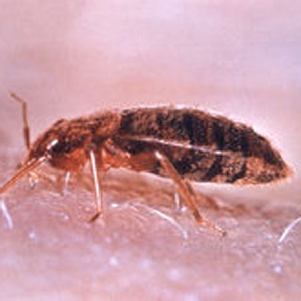 What are bedbugs? Are they dangerous?