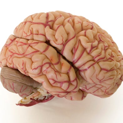 Fact or Fiction: When It Comes to Intelligence, Does Brain Size Matter?