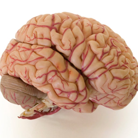 Fact or Fiction: When It Comes to Intelligence, Does Brain Size Matter?
