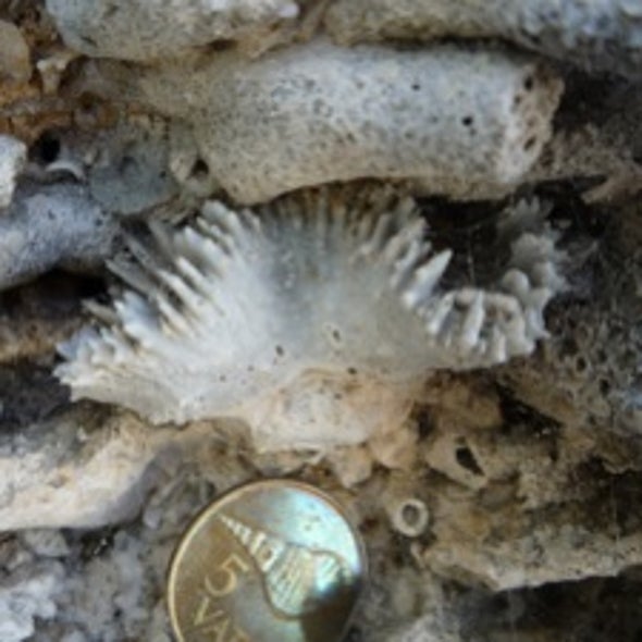 Another Reason to Save Coral? Reefs Are Responsible for Ocean Biodiversity
