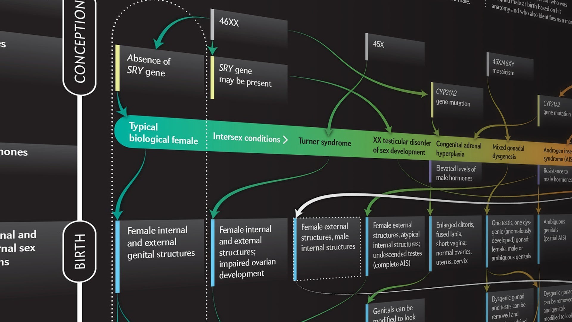 Beyond XX and XY: The Extraordinary Complexity of Sex Determination |  Scientific American