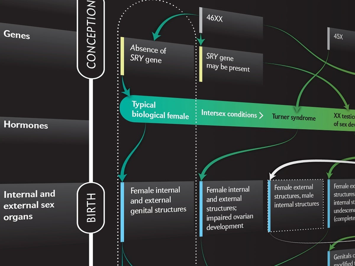 Beyond XX and XY: The Extraordinary Complexity of Sex Determination |  Scientific American