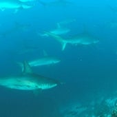 SHARKS' AT THE ECOLOGICAL APEX