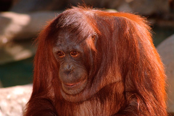 Orangutan Picks Cocktail by Seeing Ingredients