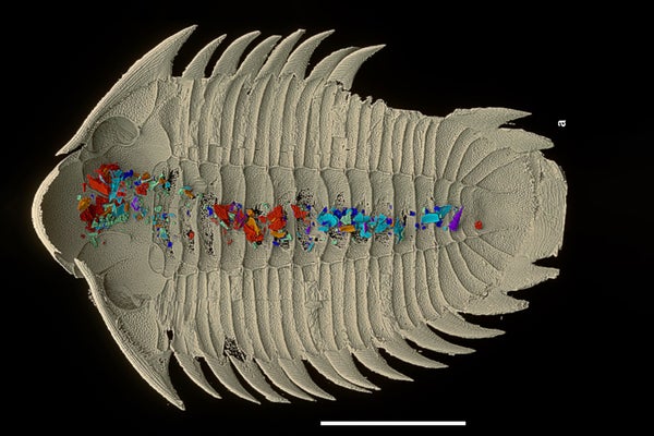 Digestive tract contents of preserved trilobite