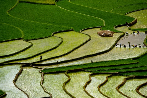 What Rice-Farming Cultures Can Teach Us about Pandemic Preparedness