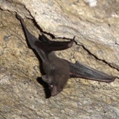 Seychelles Sheath-Tailed Bat <i>Coleura seychellensis</i>