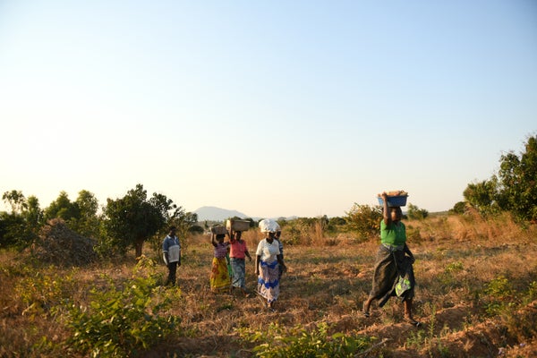 Villagers in Bwabwa in northern Malawi share seeds, tips on cultivation, and the work of harvesting and carrying the produce home.