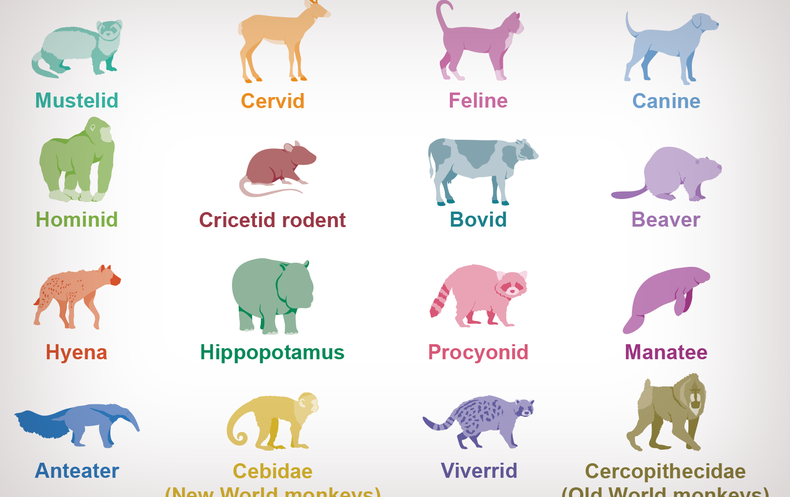Which Animals Catch COVID? This Database Has Dozens of Species and Counting  - Scientific American