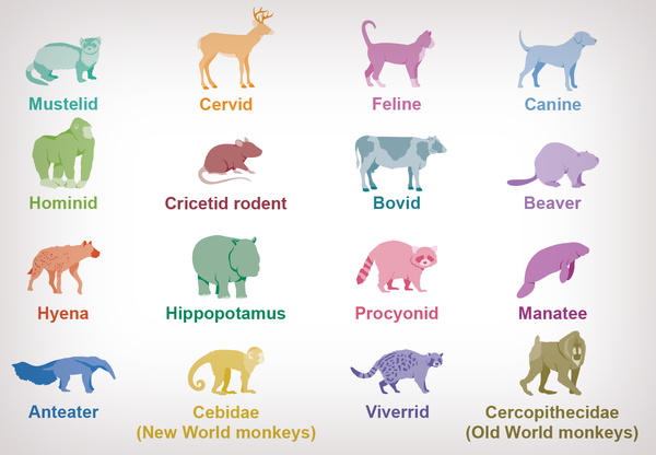 Colorful illustrations show 16 taxonomic families of animals that have been infected with COVID.