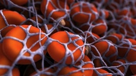 The Evolution of Oral Anticoagulants