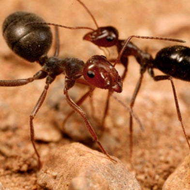 Ants at War [Slide Show]