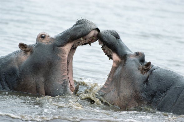 Hippo Meat-Munching May Explain Their Anthrax Outbreaks