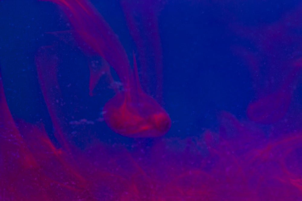 Scientists Create Human Embryo-Like Structures with Stem Cells ...