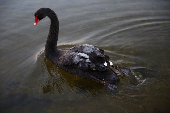 City Swans May Tolerate Humans Due to Gene Variant