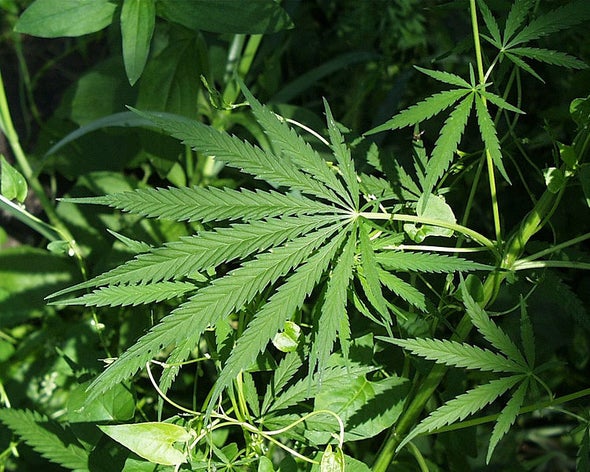 Teens' Views on Marijuana Change After Legalization