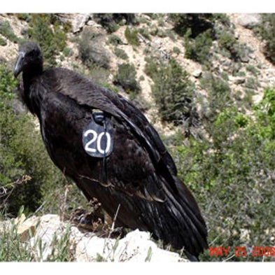 Zooniverse Condor Watch