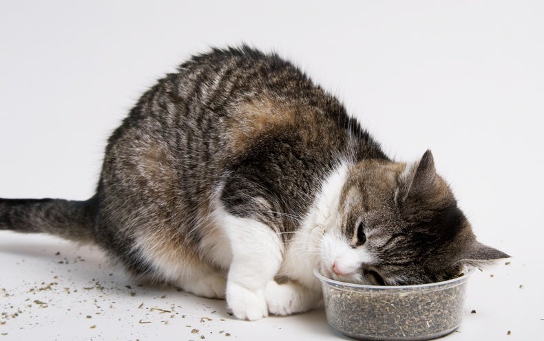 how-does-catnip-work-its-magic-on-cats-scientific-american