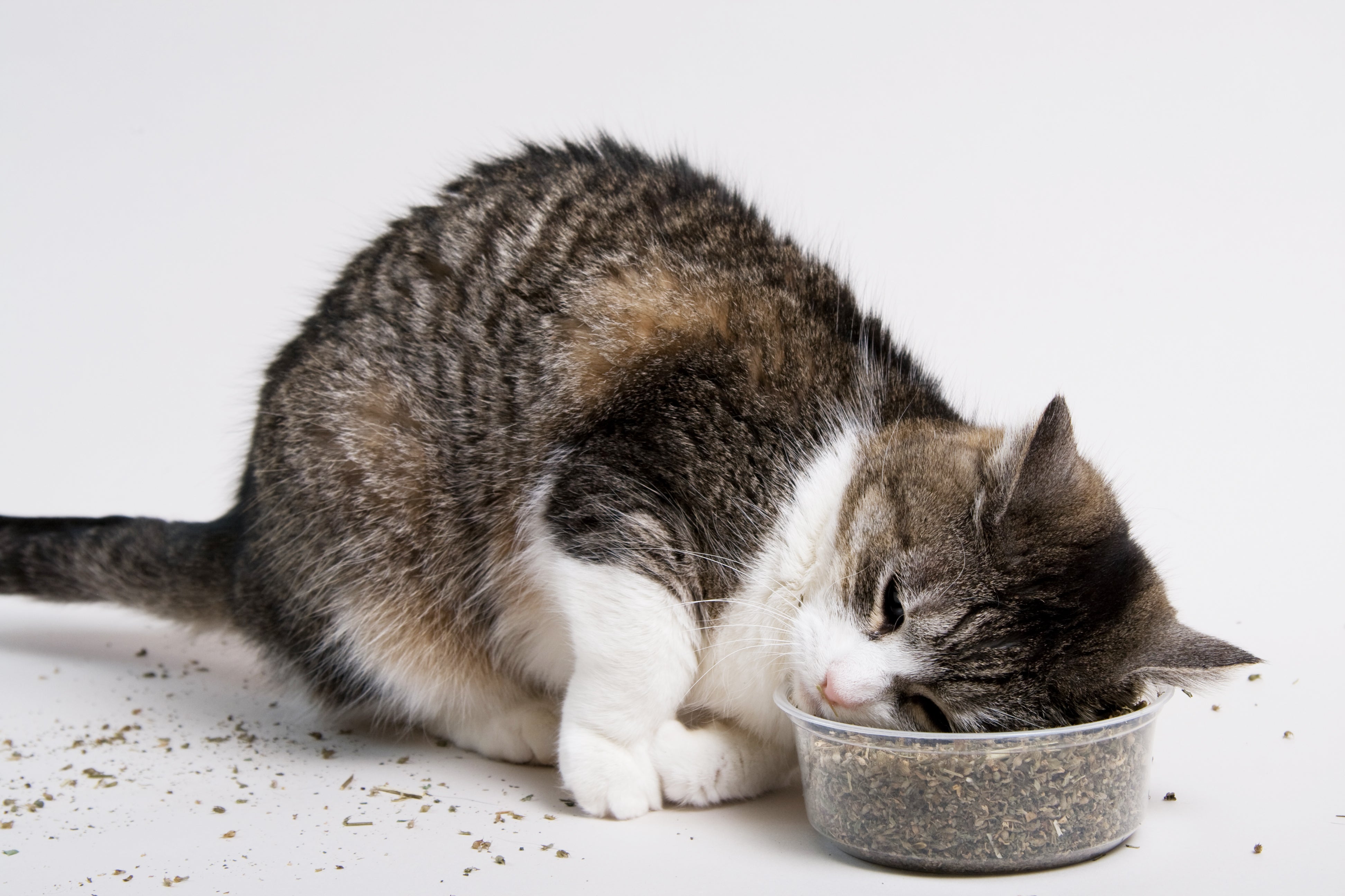 How Does Catnip Work Its Magic On Cats Scientific American