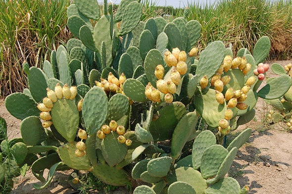 Cactus as Biofuel Could Help with Food-Versus-Fuel Fight