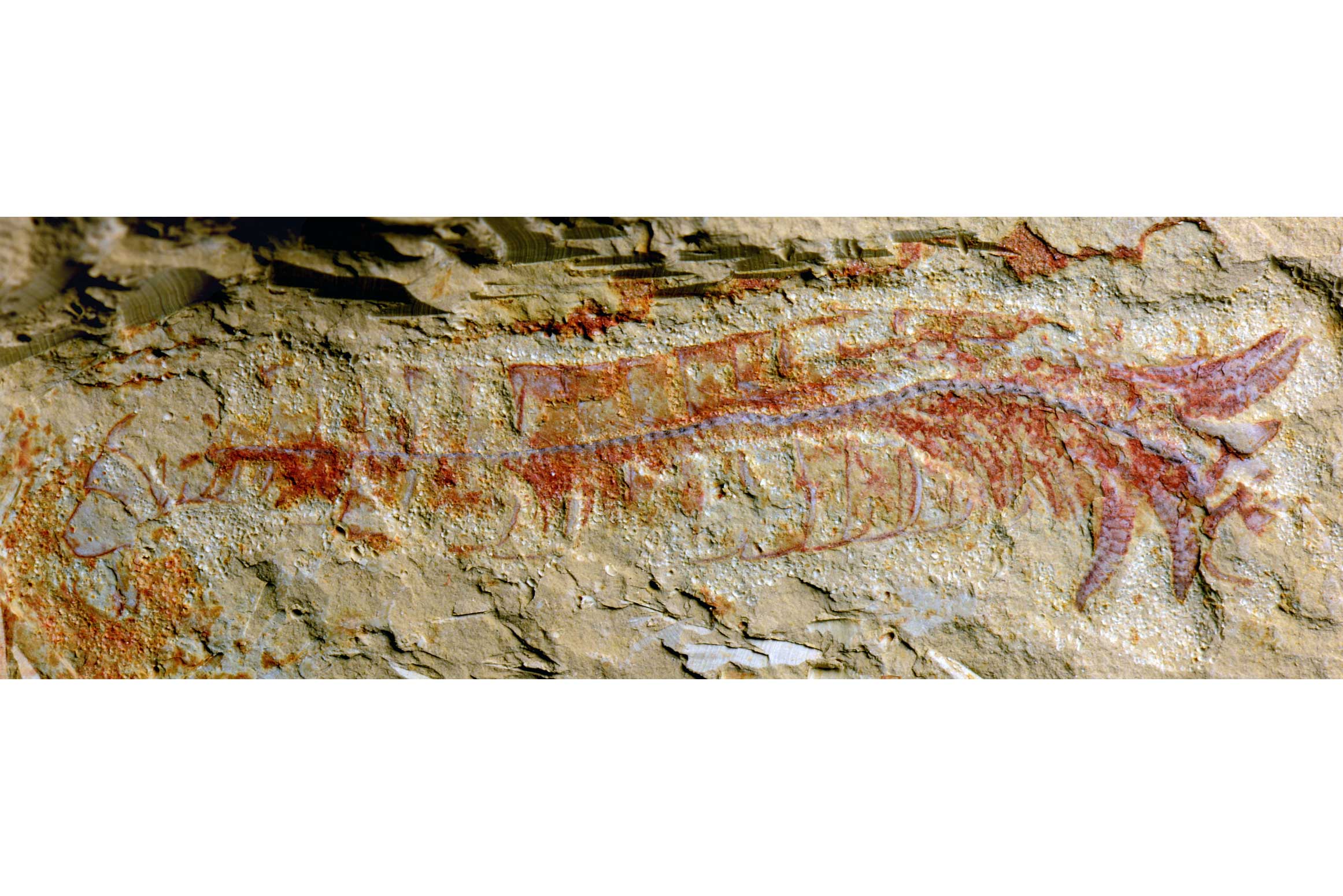 Oldest Nervous System Found in 520-Million-Year-Old Fossil 