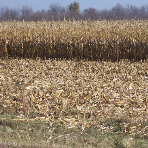 Newly Uncovered Enzymes Turn Corn Plant Waste into Biofuel