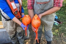 Supersized Goldfish Could Become Superinvaders