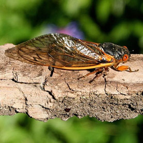 Cicadas Swarming U.S. East Coast Are Climate Change Veterans