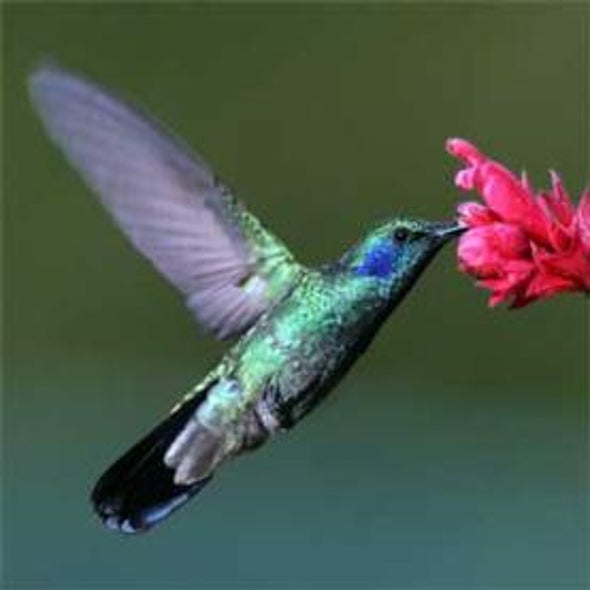 Hummingbirds @ Home