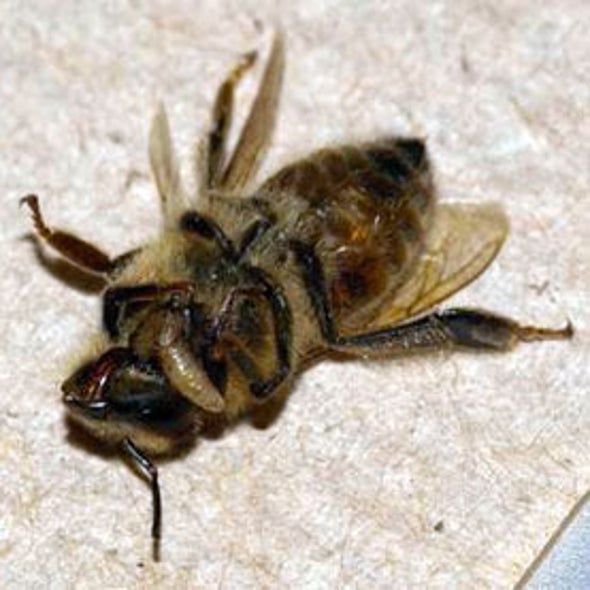 ZomBee Watch