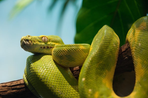 CRISPR-Edited Mouse Genes Help Us Understand How Snakes Lost Their Legs