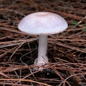 MARBLED DEATH CAP