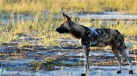 Wild Dogs Sneeze to Vote