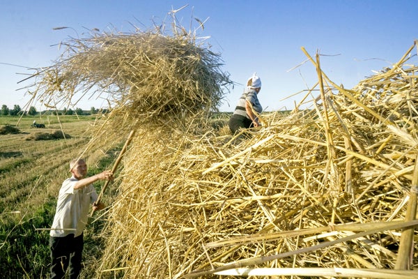 Man and woman pitching hay.