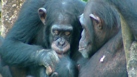 Chimps Engage in Costly Quid pro Quo