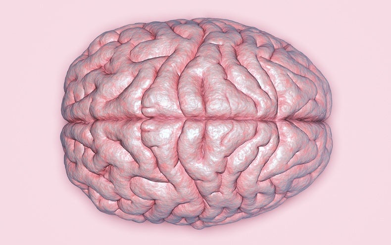 What Makes a Human Brain Unique - Scientific American