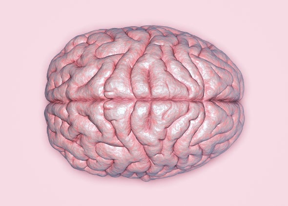 What Makes a Human Brain Unique