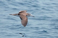 Storm-Chasing Seabirds Ride Out Hurricanes from Inside