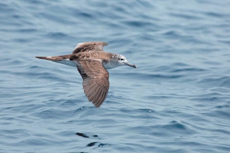 Bird flying over water.