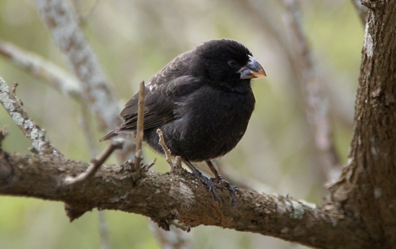 Evolution Of Darwin S Finches Tracked At Genetic Level Scientific American