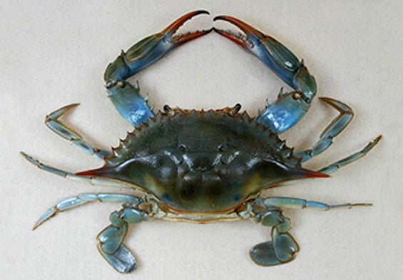 Blue Crabs Migrate North As Ocean Warms Scientific American