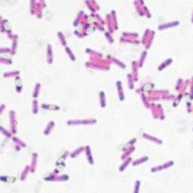 Crowd Forcing: Random Movement of Bacteria Drives Gears - Scientific ...