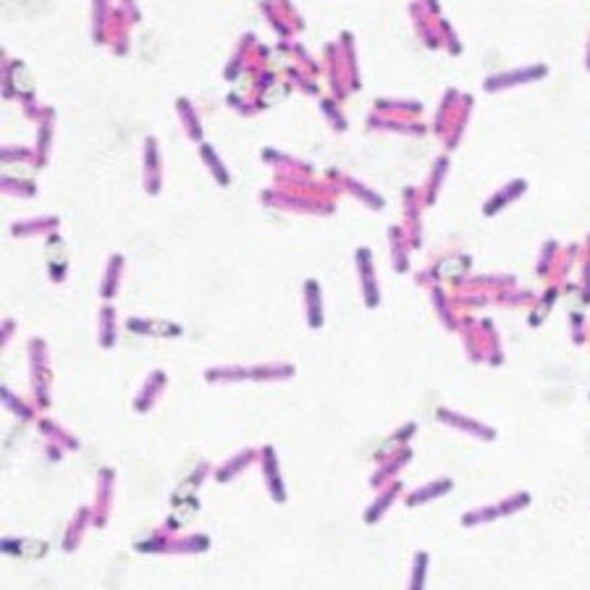 Crowd Forcing: Random Movement of Bacteria Drives Gears