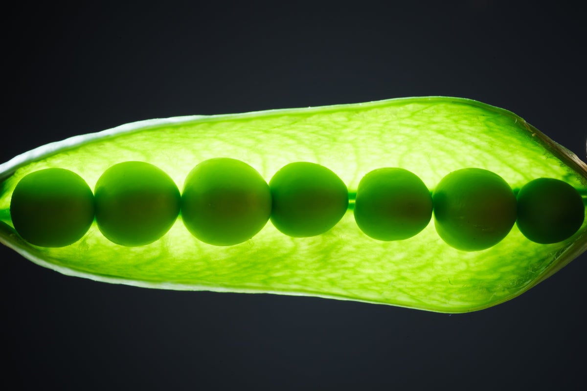 Can Plants Hear? Scientific American