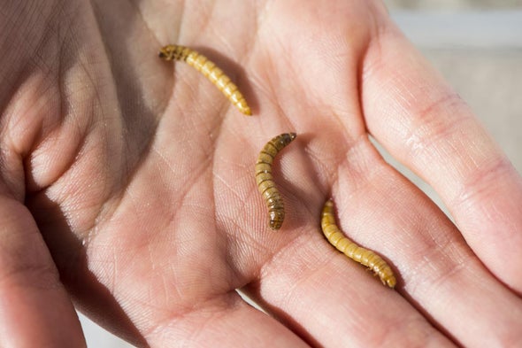 Edible Insect Breeding Led to Larger but Not Necessarily Better Larvae
