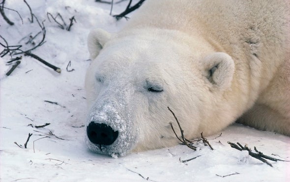 Rising Temps Lower Polar Bear Mercury Intake