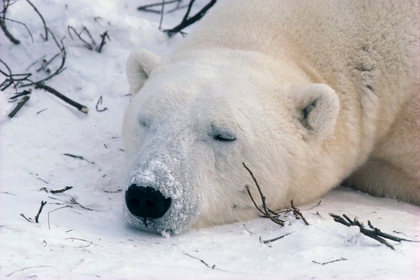 Rising Temps Lower Polar Bear Mercury Intake